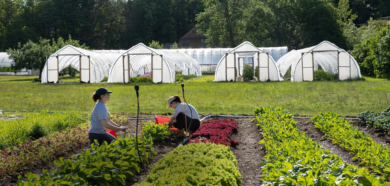 two women harvesting lettuce in garden with hoop houses in background