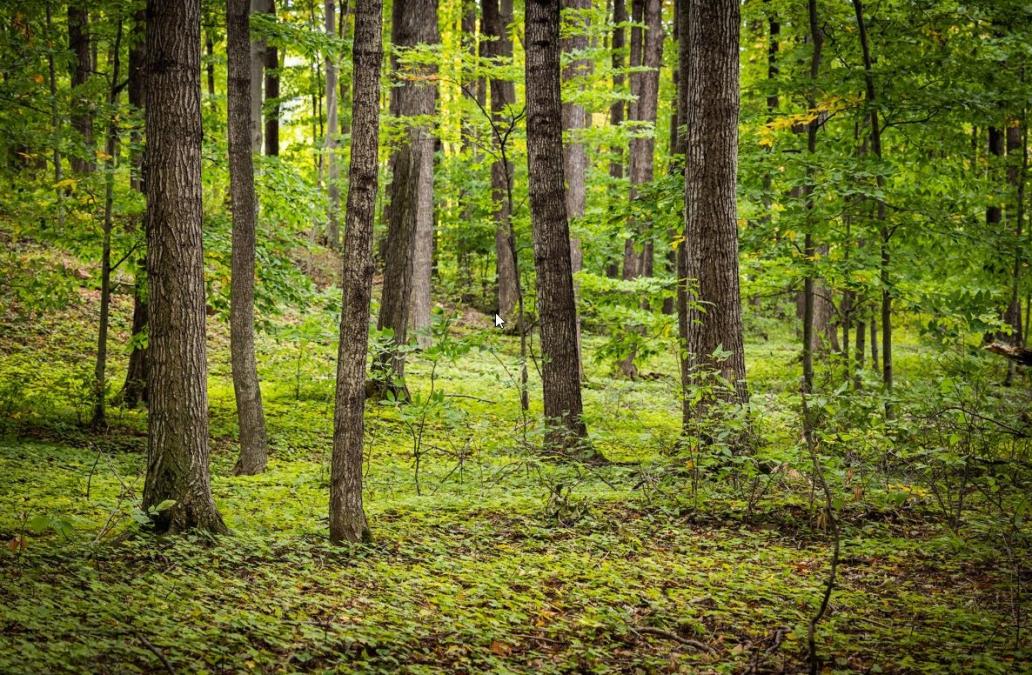 A lush green wooded path.