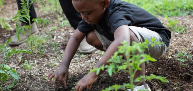 A young student plants a tomato plant.