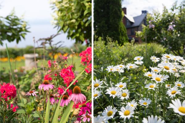 Echinacea, phlox, and Shasta daisies in the Grand AllÃ©e.