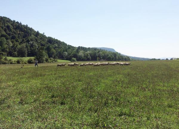 Treleven Farm, Vergennes, VT